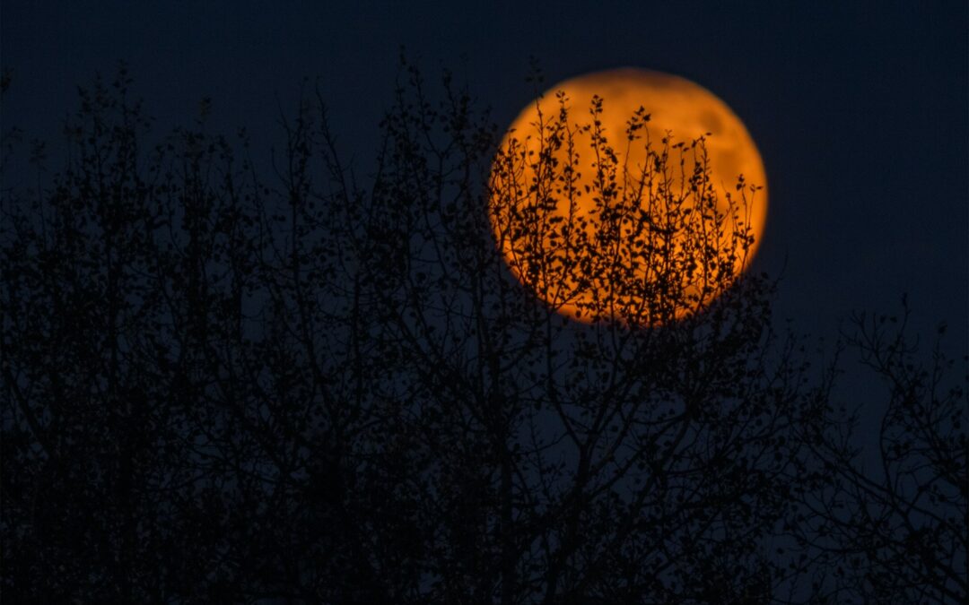 Vegan Halloween: Ideas and Recommendations for a Plant-Based Spooky Celebration